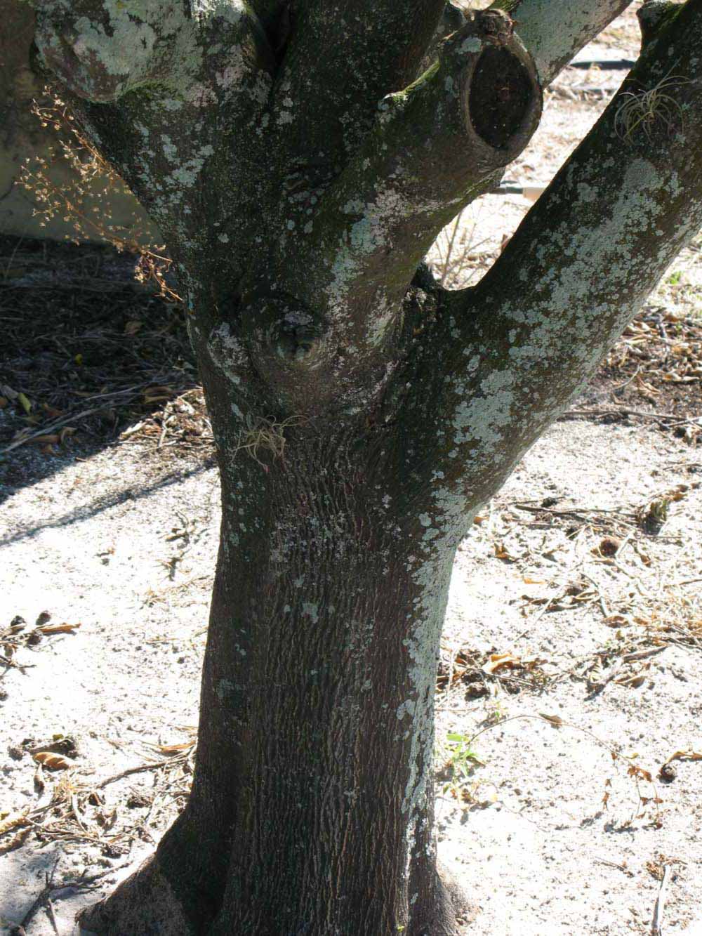            Bark (Winter Haven, FL)      